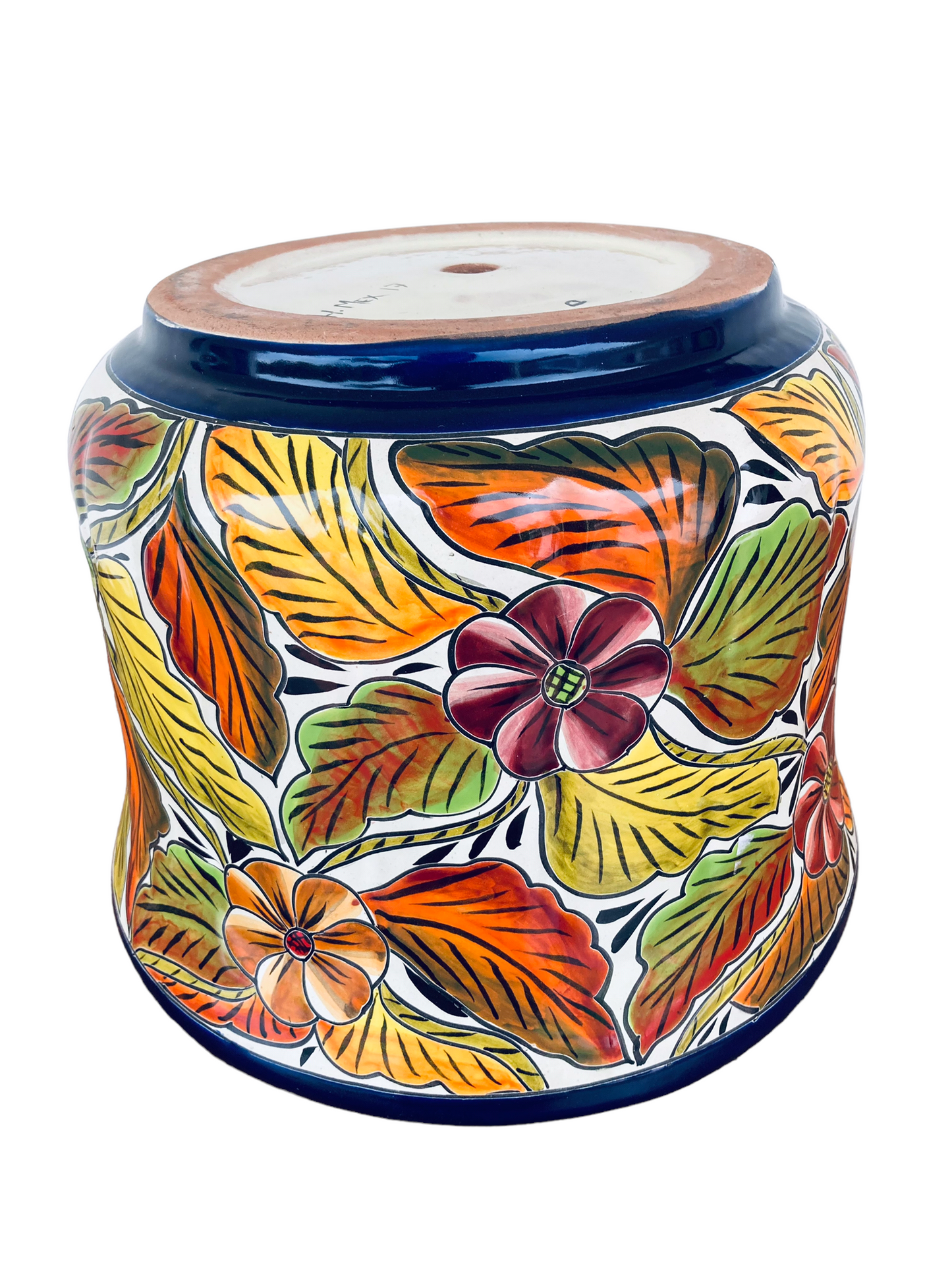 Matera estriada tapatía