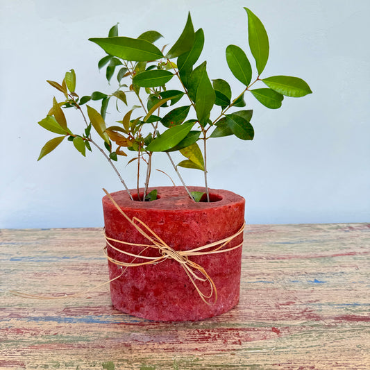Vela florero